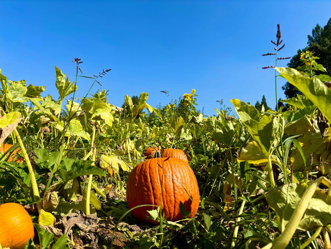 Winslow Farms