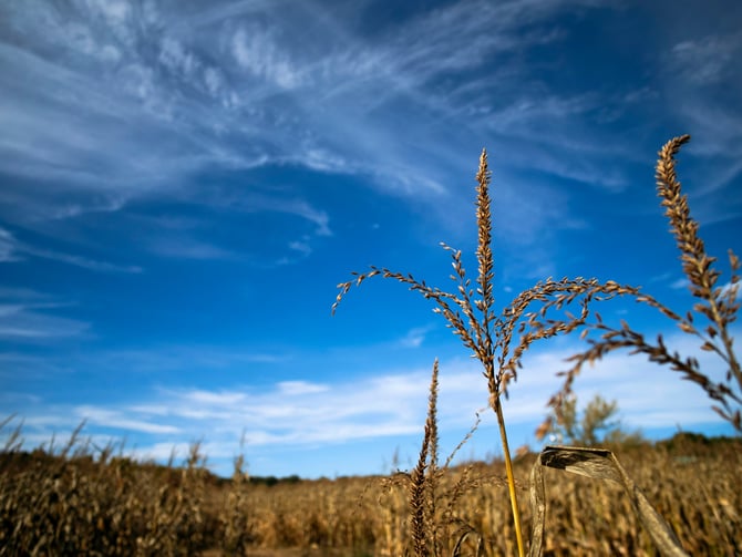 Hathaway Farm Corn Maze
