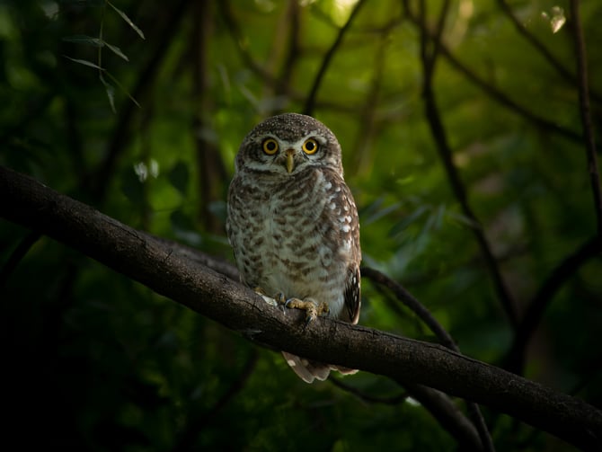 VINS Nature Center